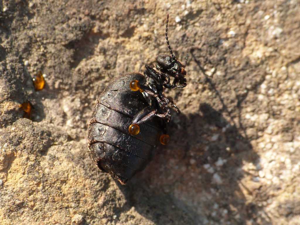Meloe murinus - Tolfa (RM)